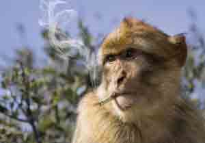 monkey smoking a cigarette